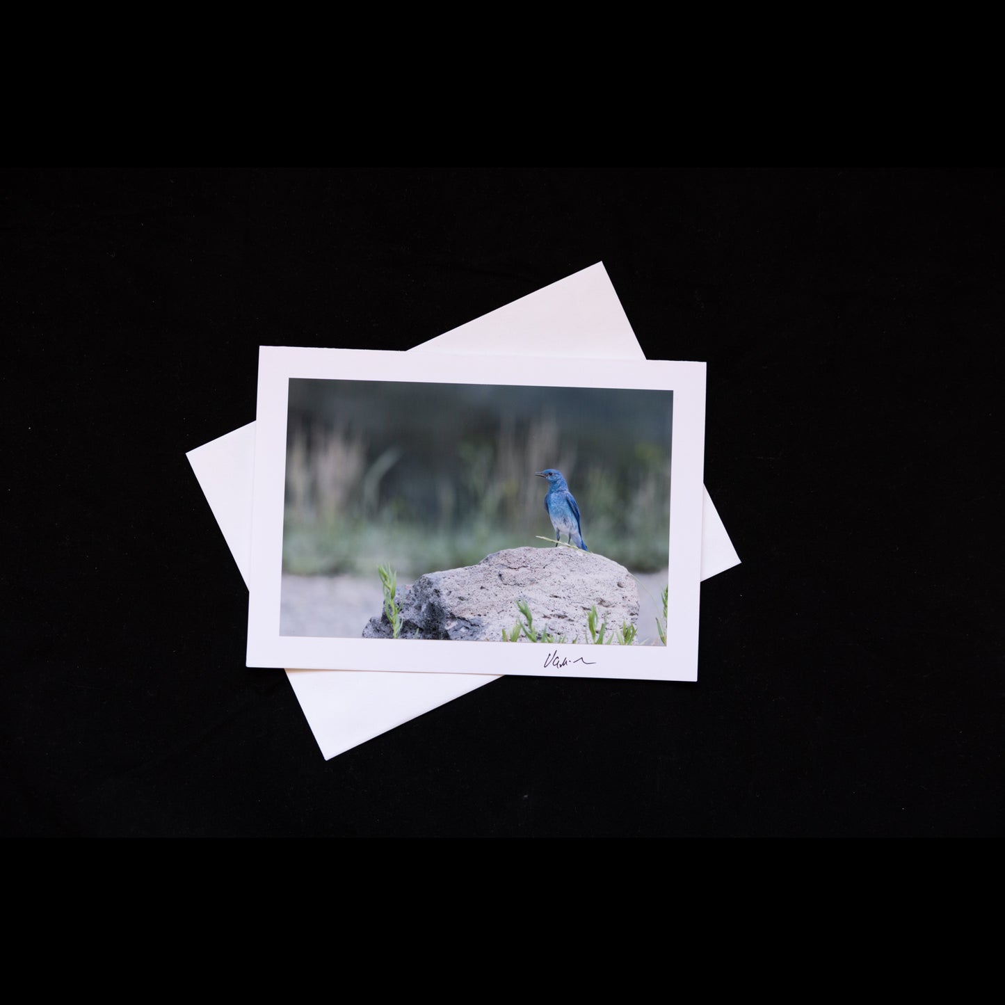 Photo Notecard Mountain Blue Bird