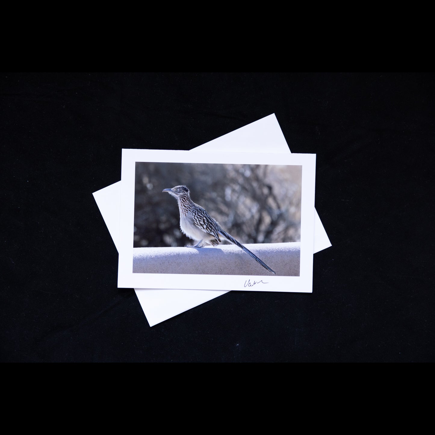 Photo Notecard with roadrunner