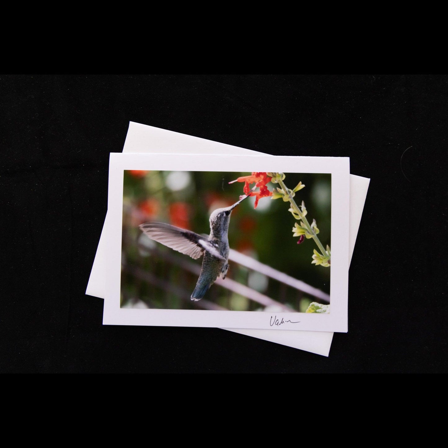 Anna's Humming Bird Notecard - V. Isenhower Photography