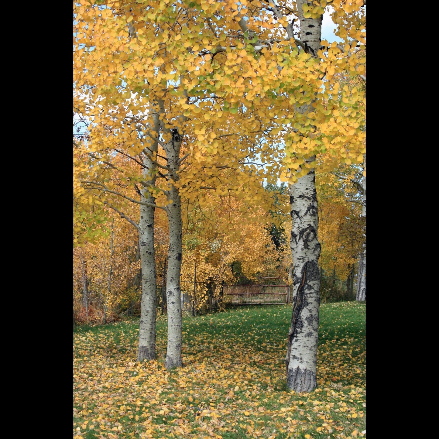 arroyo-seco-aspens-v-isenhower-photography - V. Isenhower Photography