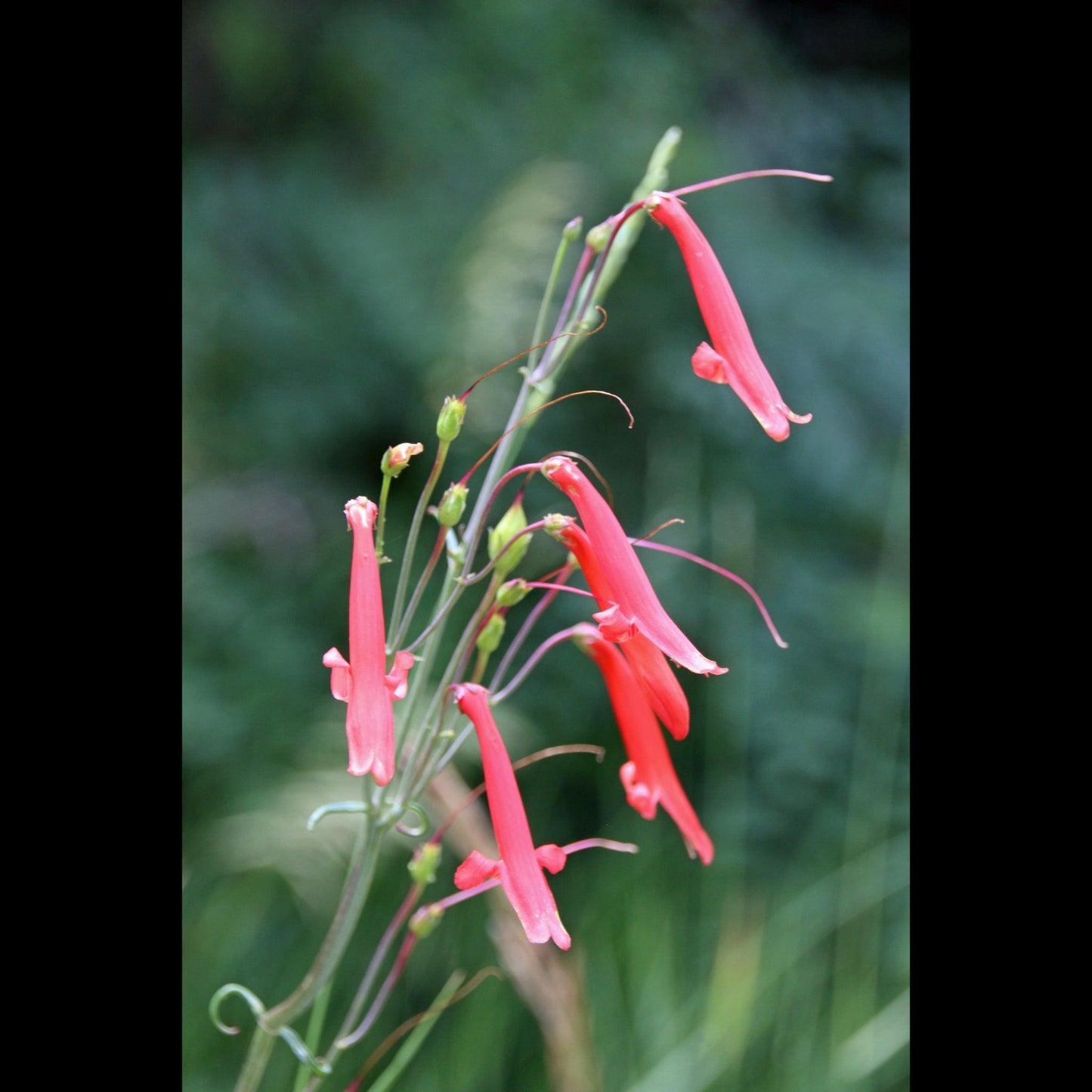 beardlip-penstemon-v-isenhower-photography - V. Isenhower Photography