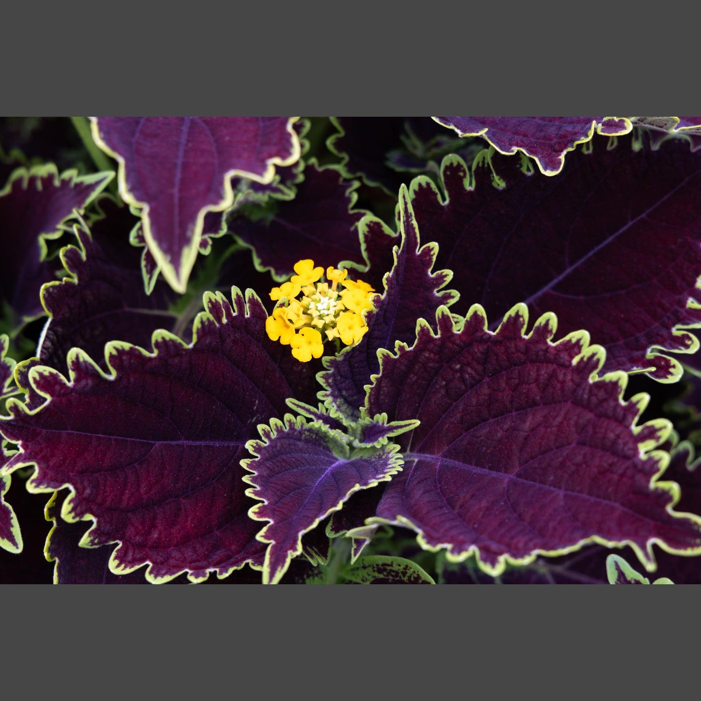 Coleus with Yellow Flower