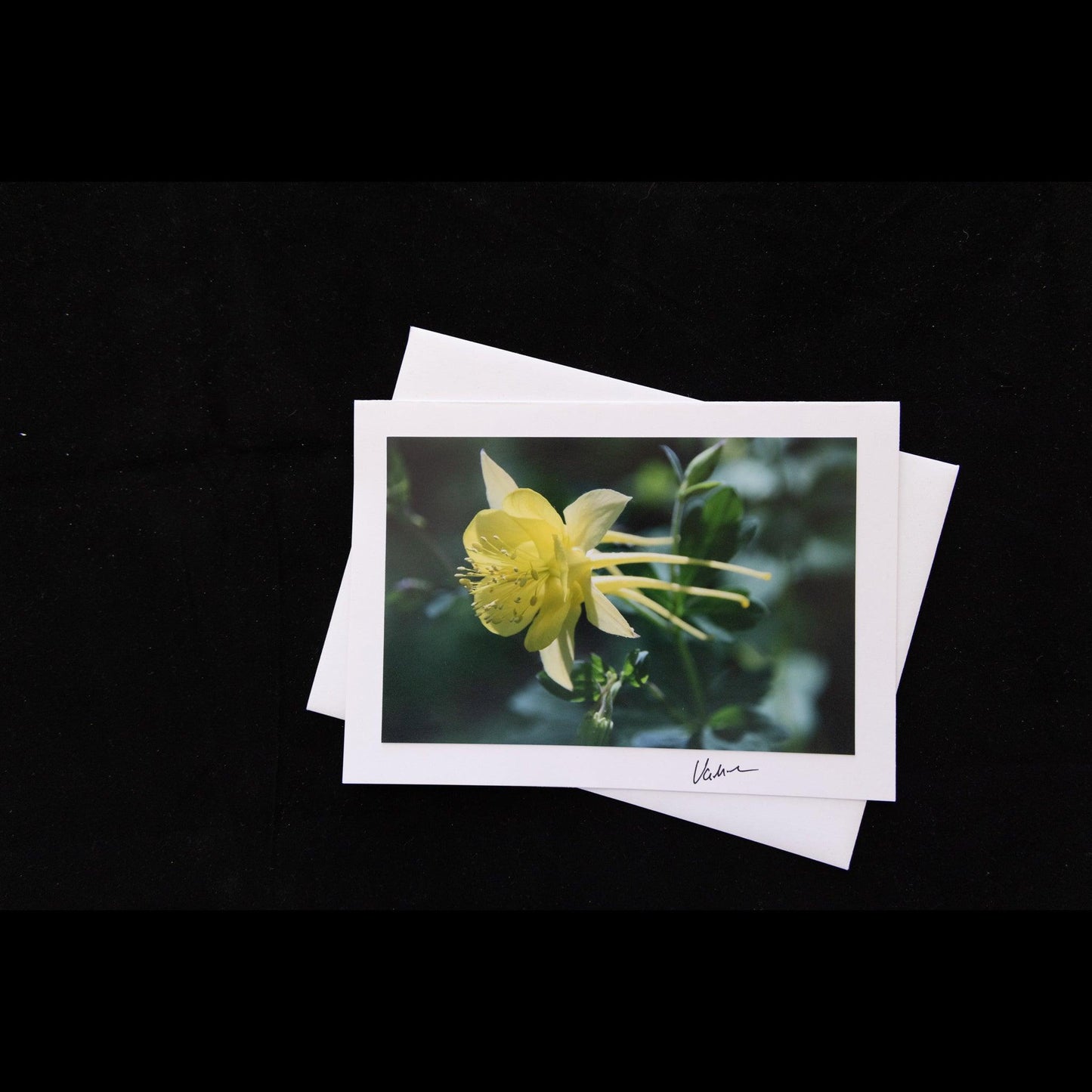 Columbine Photo Notecard