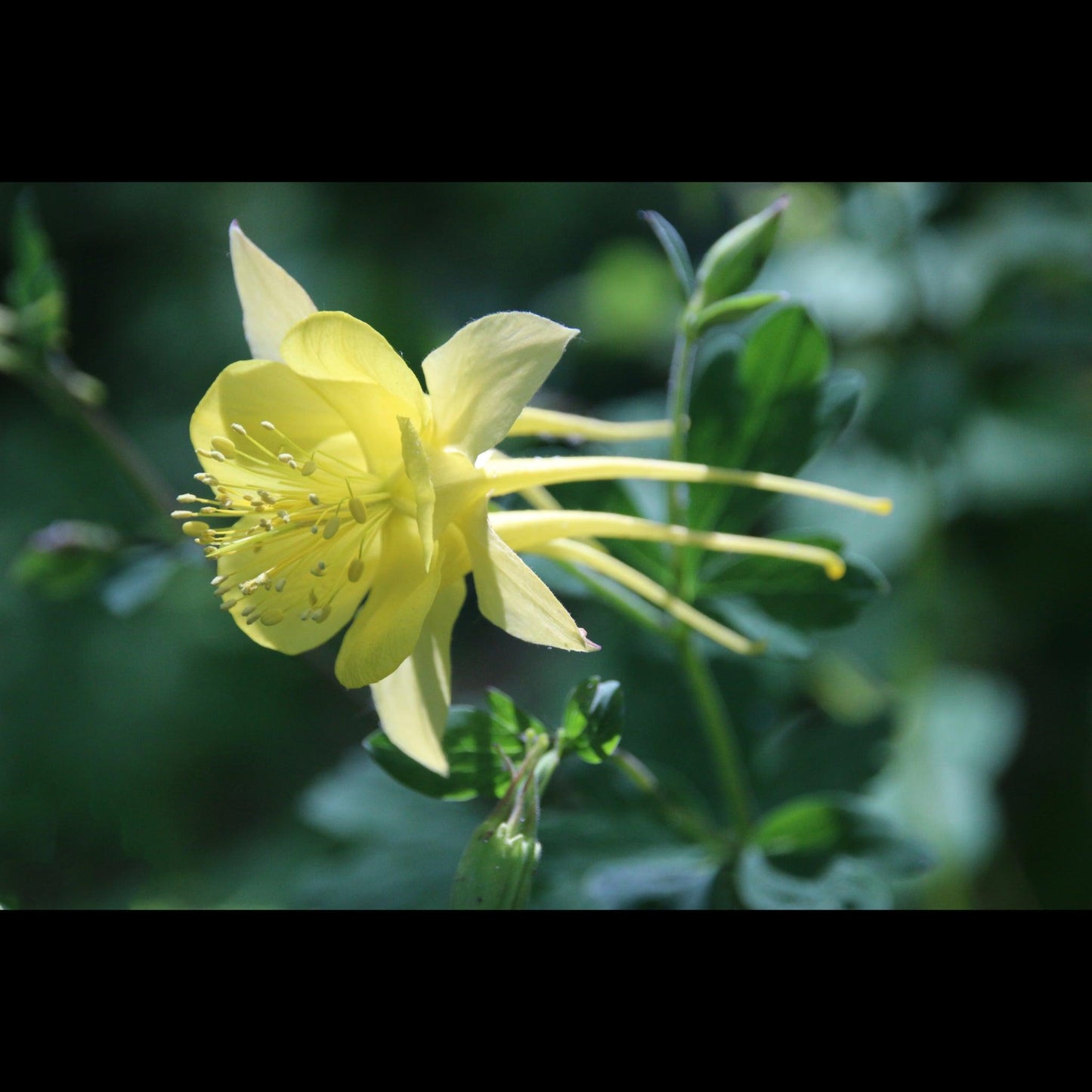 columbine-v-isenhower-photography - V. Isenhower Photography