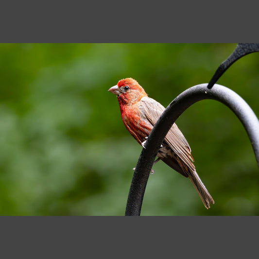 Common Rosefinch on a metal perch.