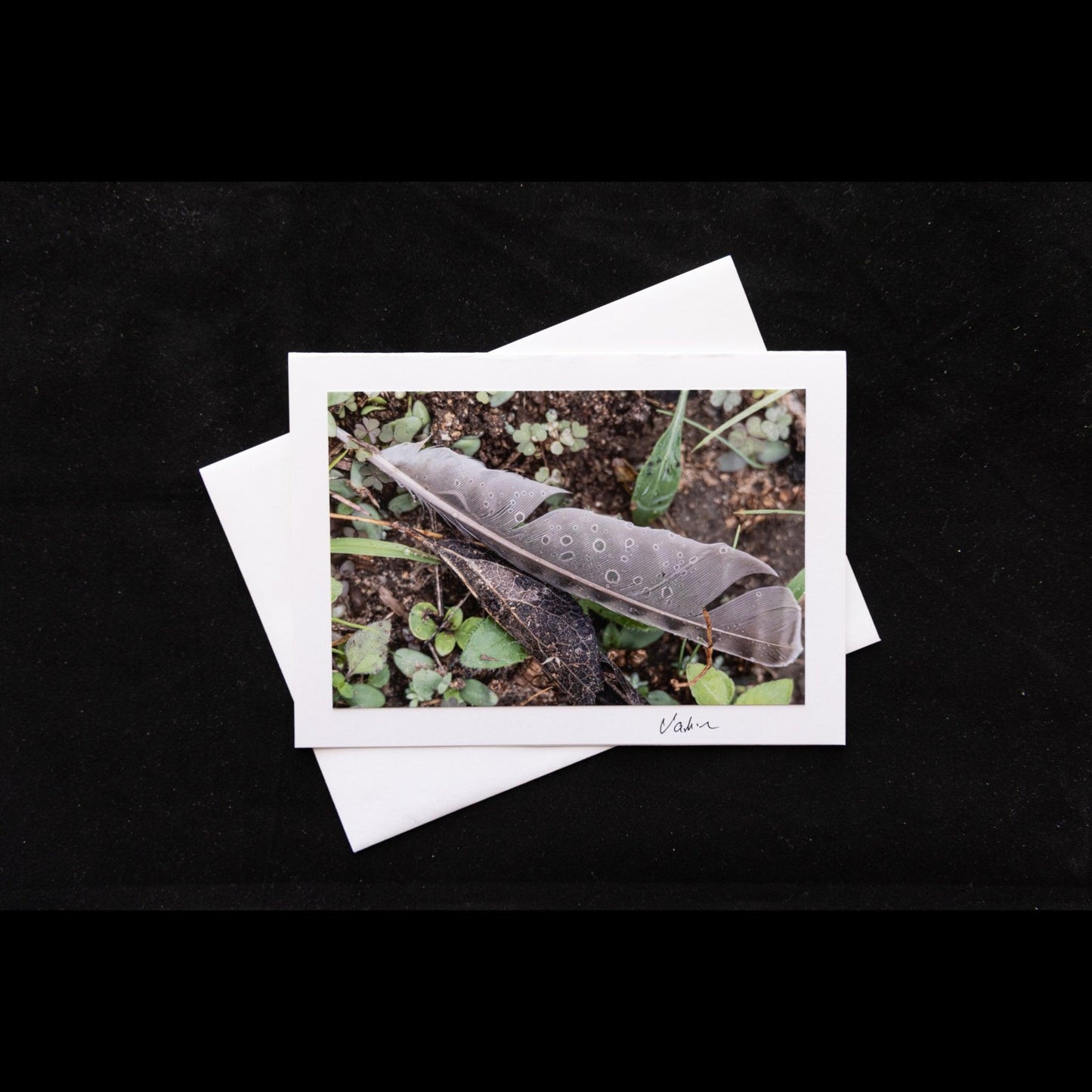 Photo notecard feather with water droplets