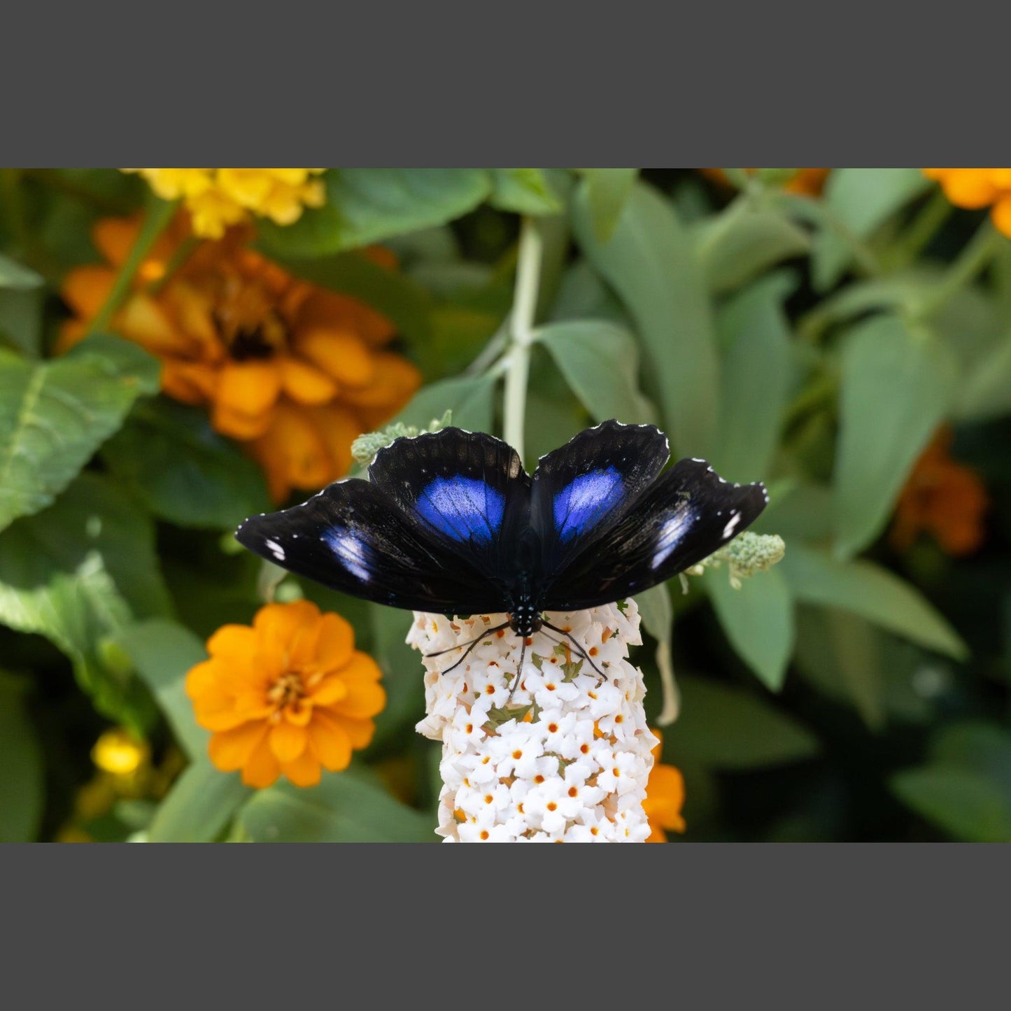 Great Eggfly Male Butterfly on flowers