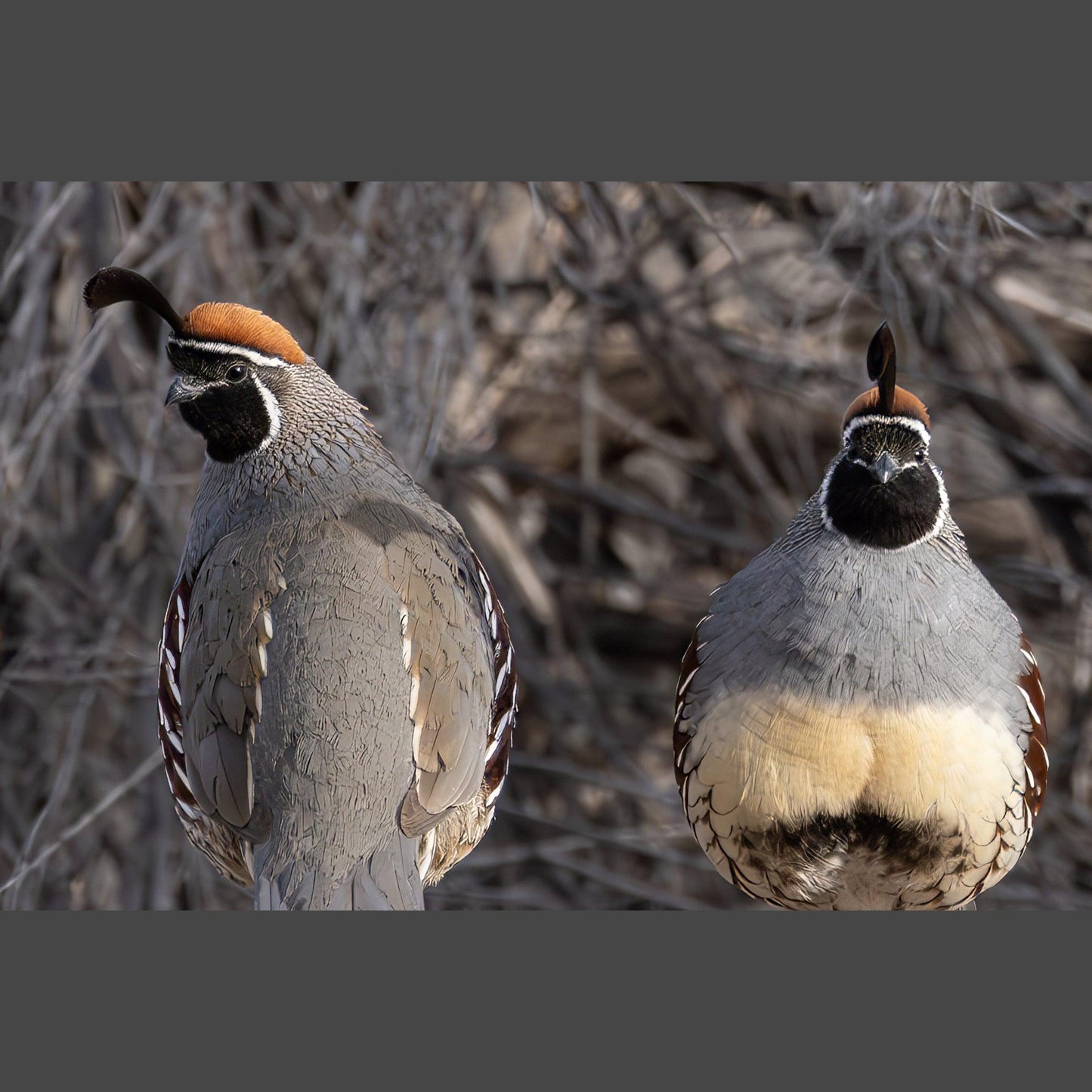 Two Gamble Quail acting as guards over other quail as they eat.
