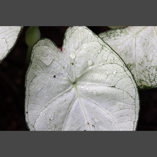 Raindrops on Cladium Plant