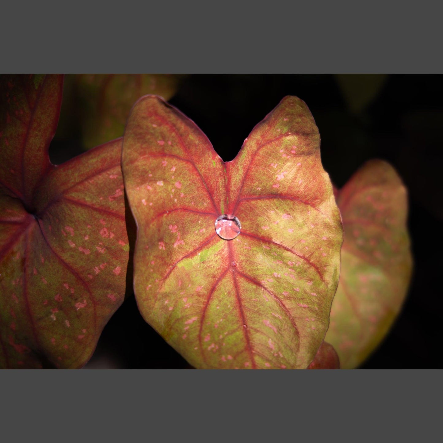 Raindrops on a red caladium