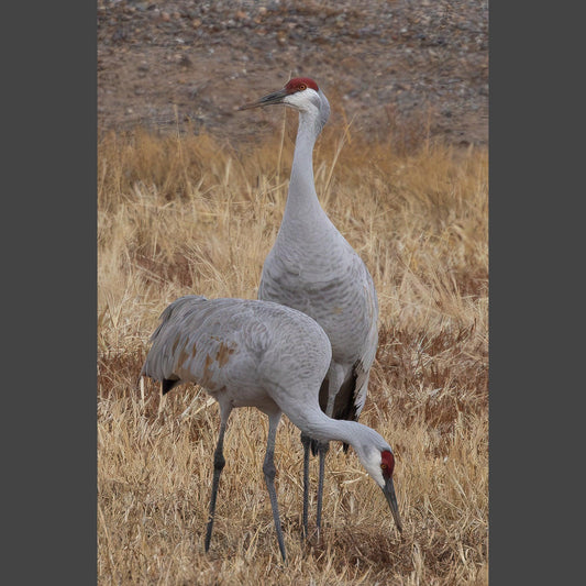 Two Sandhill Cranes next to each other in a field. One is eating and the other is keeping watch.