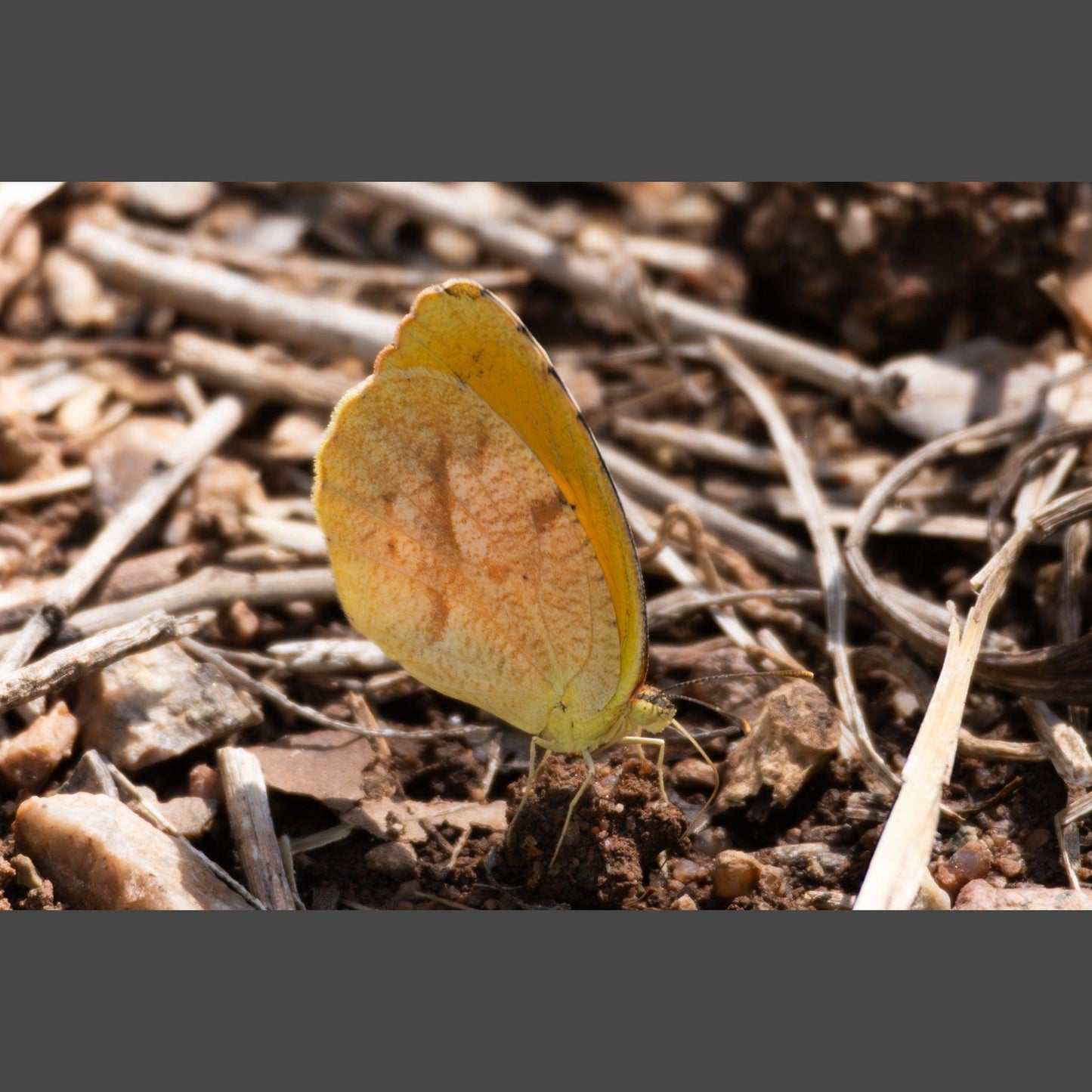 Photograph of a sleepy orange butterfly