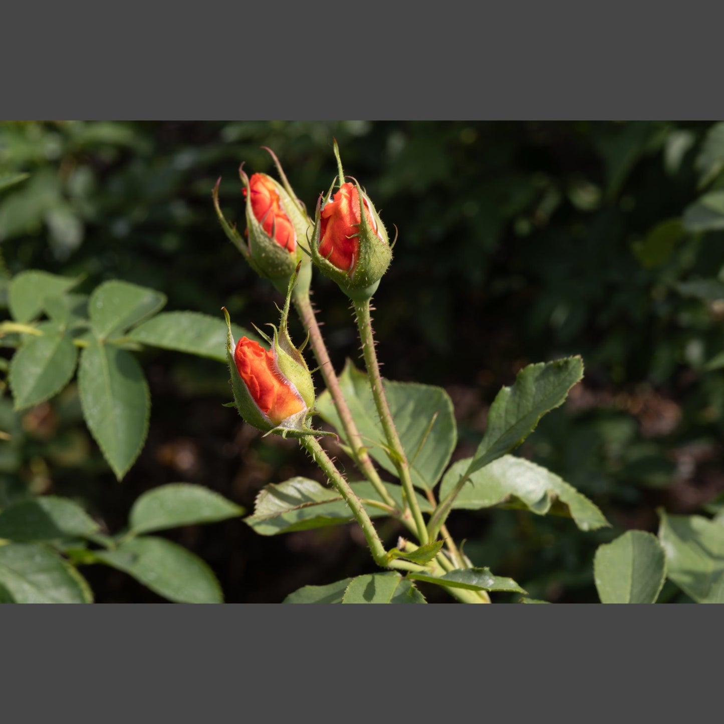 Triple Rose Buds