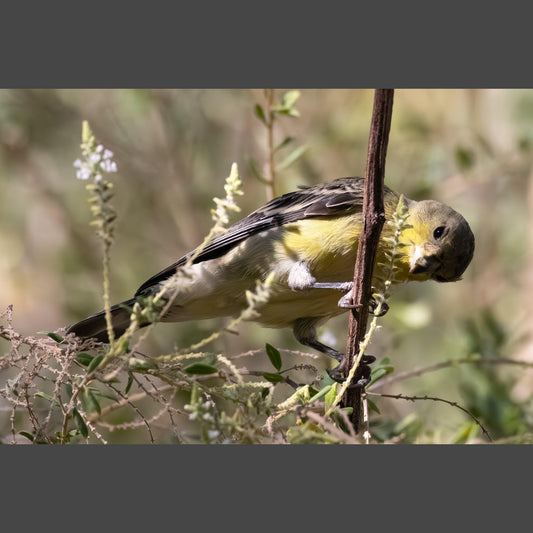 A Lesser Goldfinch on a branch looking at the viewer.
