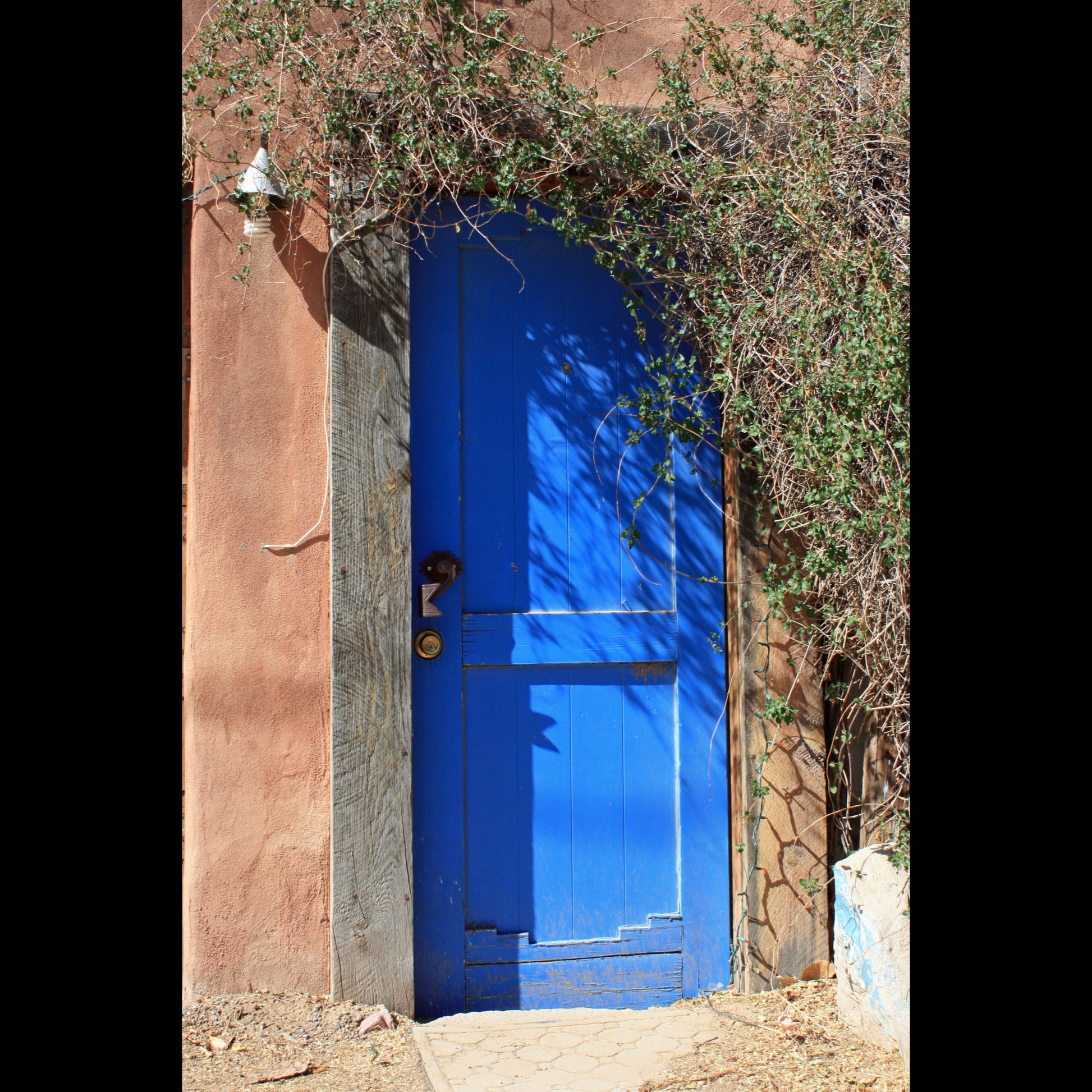 Photograph of a blue door with a vine growing over one corner