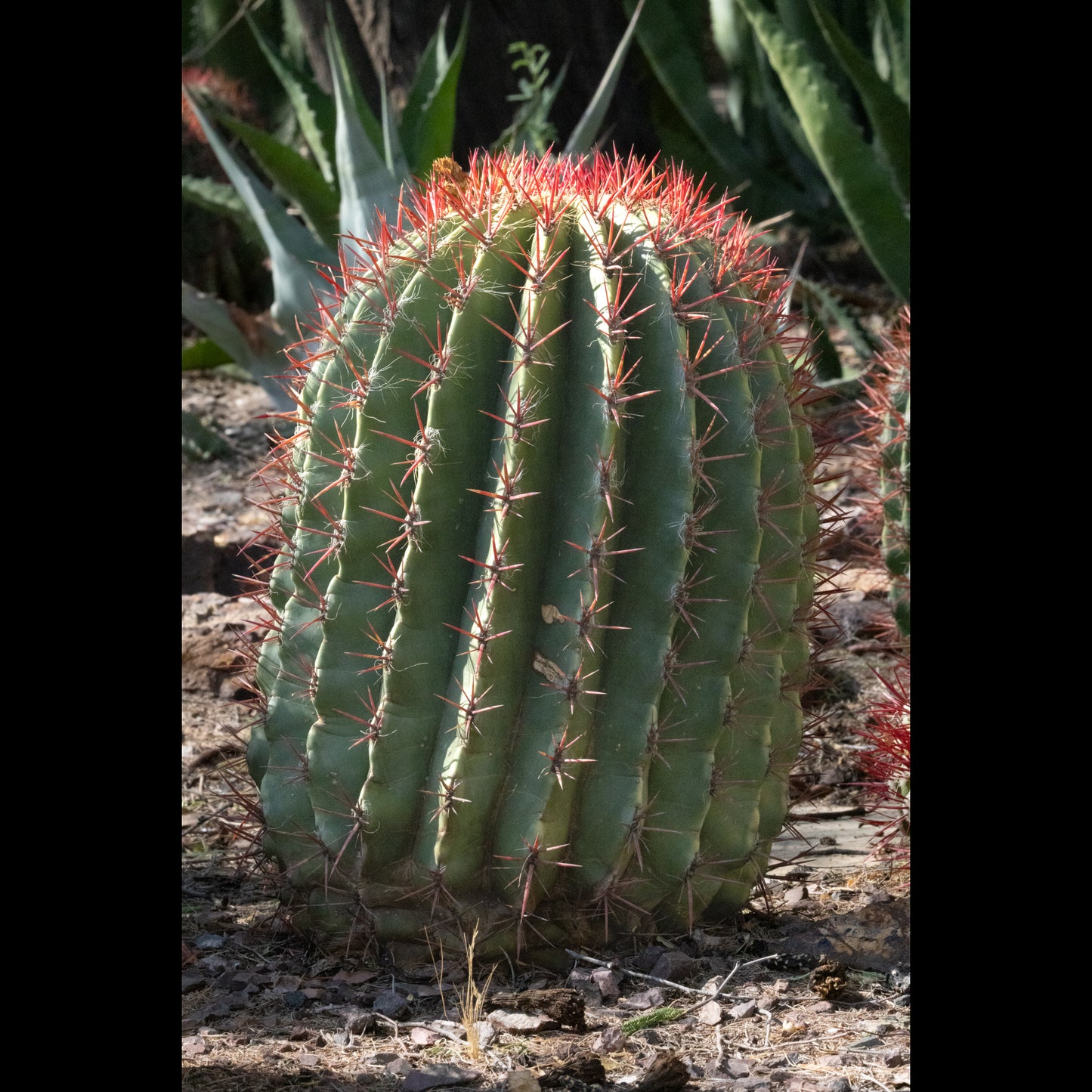 Southwest Barrel Cactus with red spines