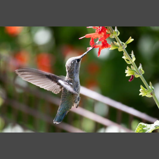 Anna's Hummingbird - V. Isenhower Photography