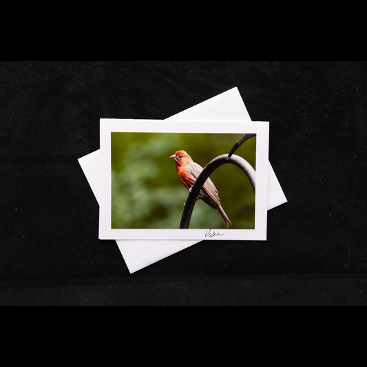 Rosefinch Bird Photo Notecard