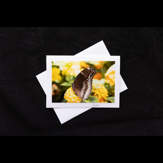 Female Great Eggfly Butterfly Photo Notecard