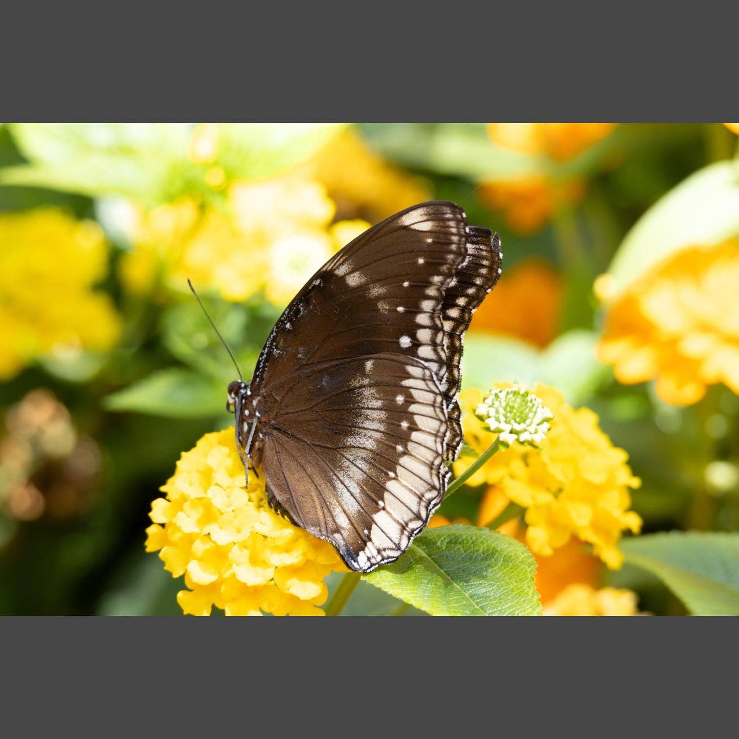 Female Great Eggfly Butterfly on yellow flowers