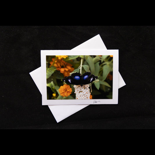 Photo Notecard Great Eggfly Butterfly Male