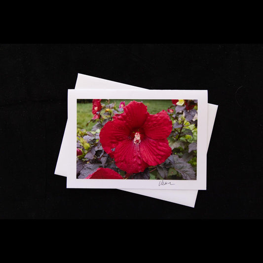 Hibiscus Photo Notecard