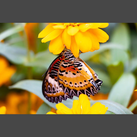 Leopard Lacewing Butterfly between 2 yellow flowers