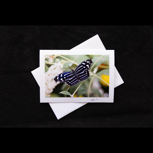 Mexican Blue Wing Butterfly Photo Notecard