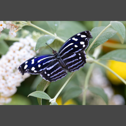 Mexican Blue Wing Butterfly