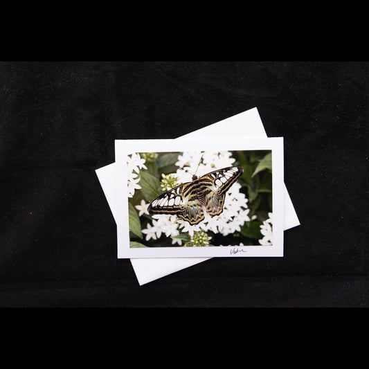 Photo notecard Clipper Butterfly on Flowers