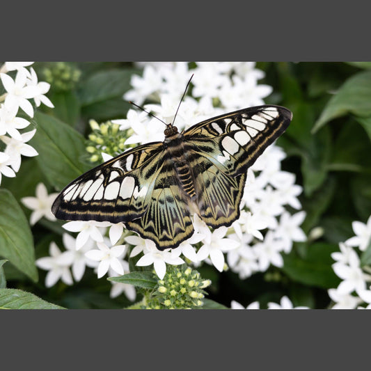 Clipper Butterfly with wings open on a white plant