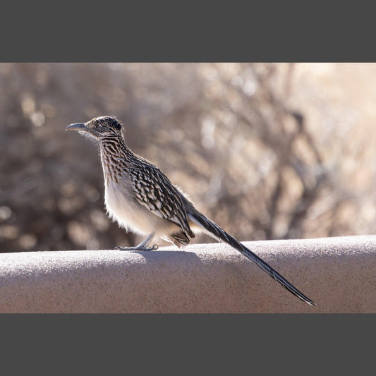 A roadrunner perched on a wall.