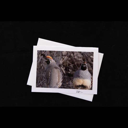 Photo Notecard Gamble Quail Duo