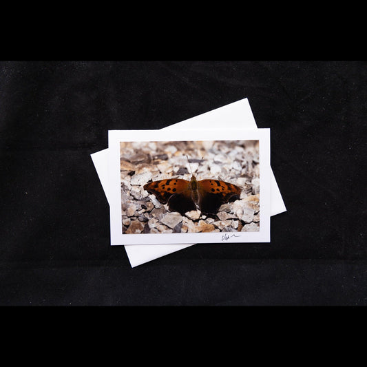 Question Mark Butterfly Photo Notecard