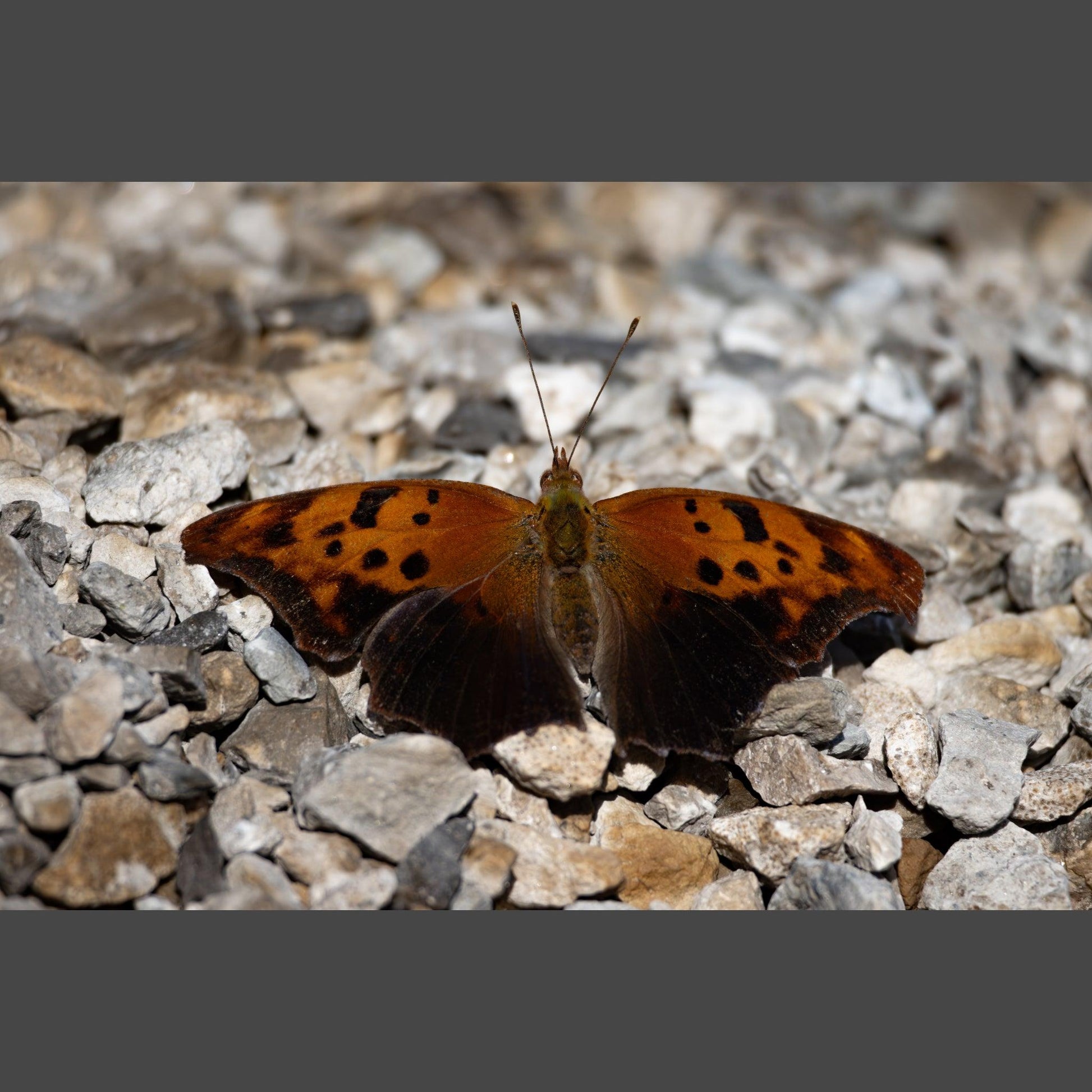 A photo of a Question Mark Butterfly resting on gravel