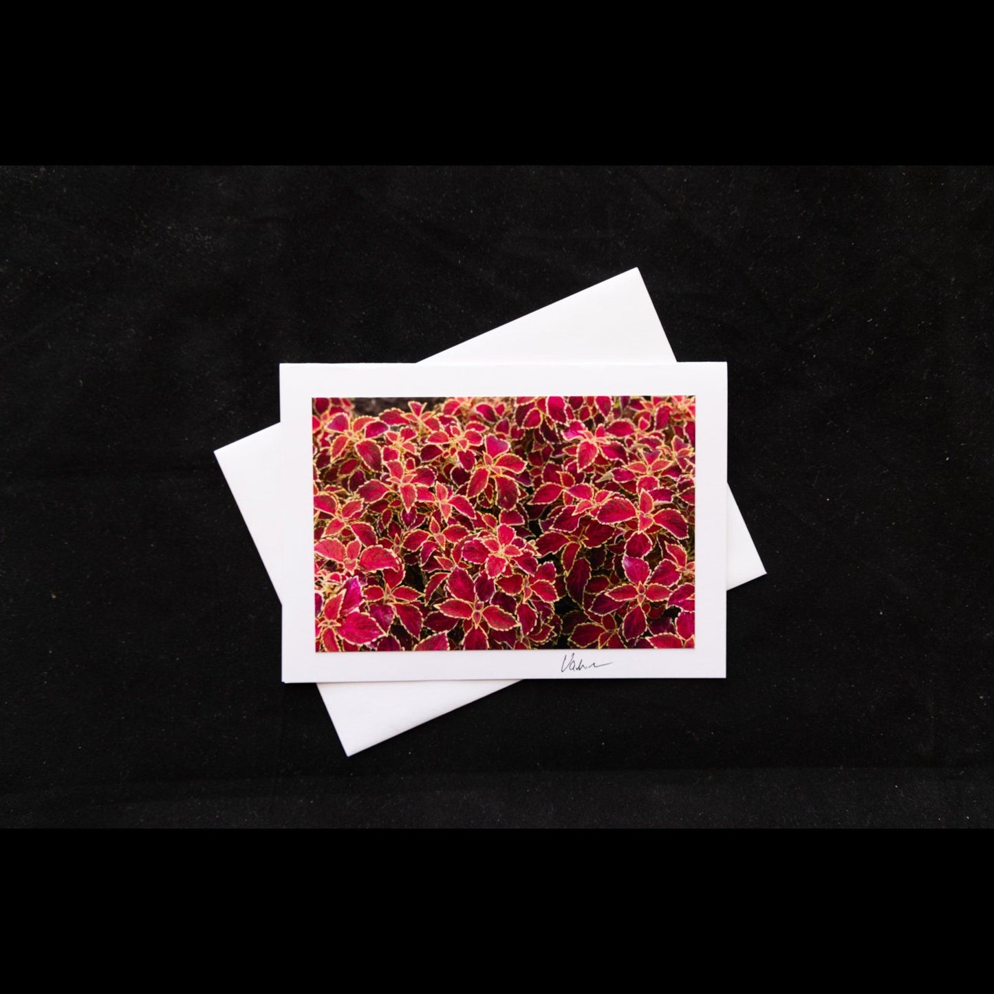 Photo Notecard Red Coleus Leaf Patterns