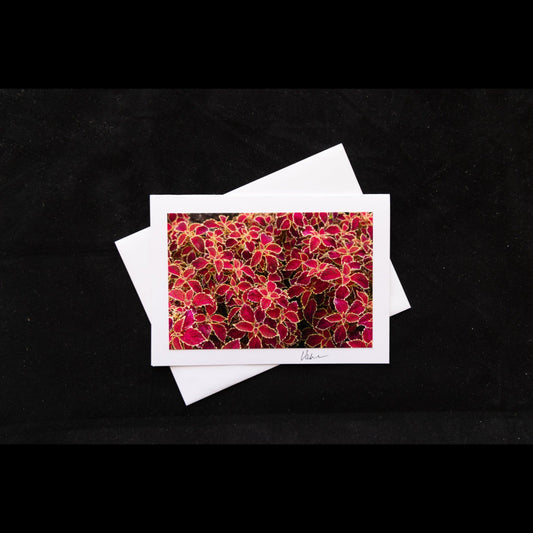 Photo Notecard Red Coleus Leaf Patterns