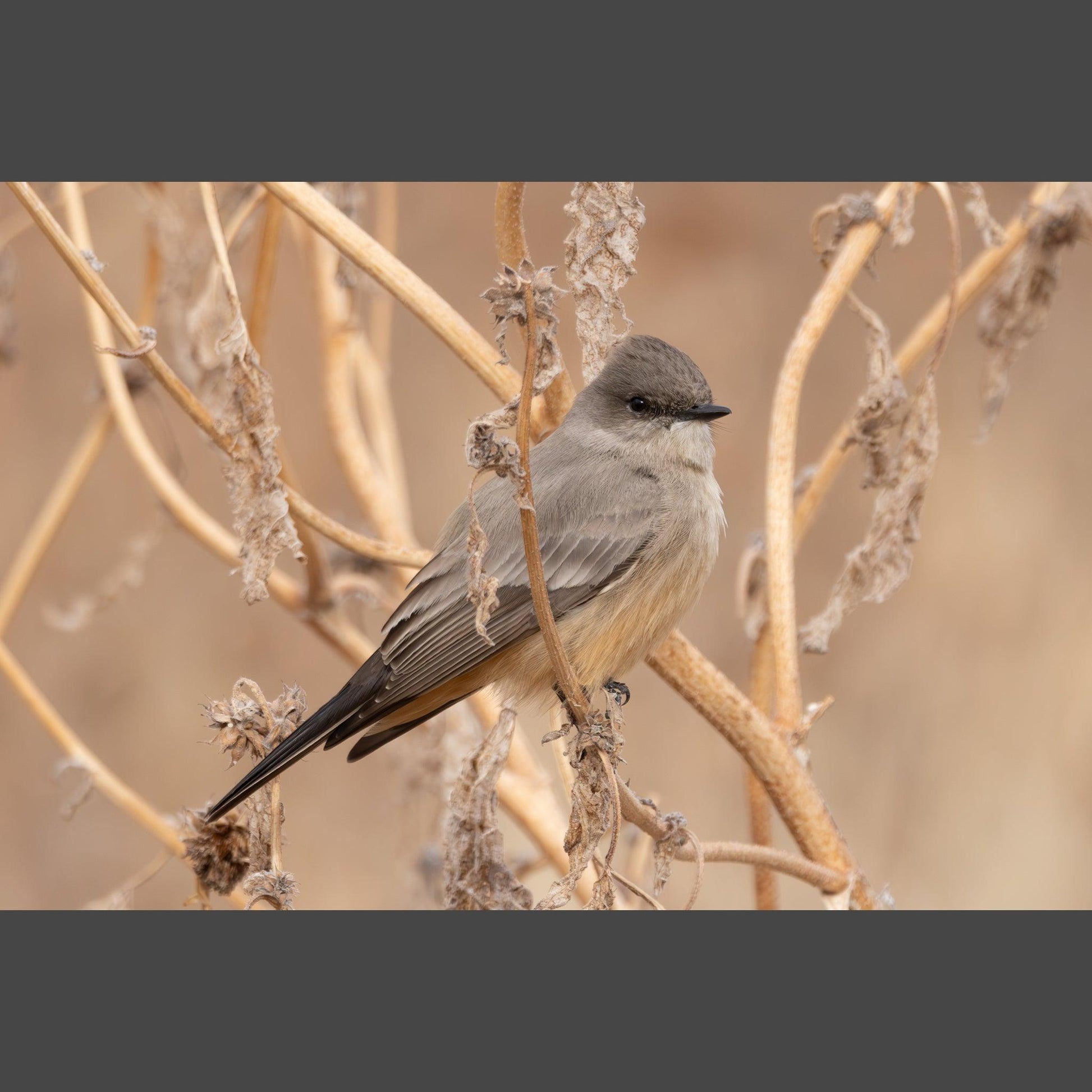 A Say's Phoebe bird on winter stalks.