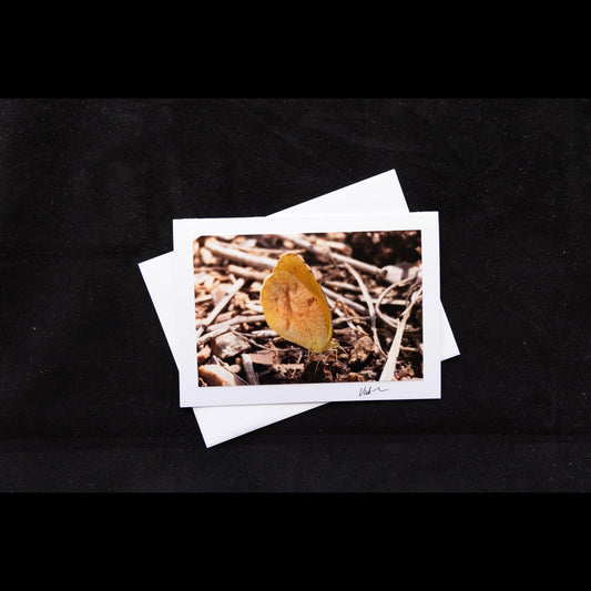 Sleepy Orange Butterfly Photo Notecard