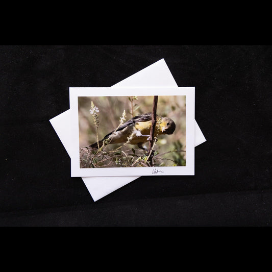 Photo Notecard of a Lesser Goldfinch Bird
