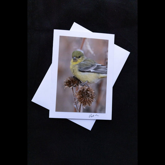 Yellow American Finch Photo Notecard