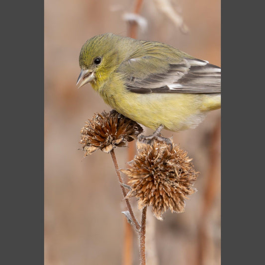 A Yellow American Goldfinch perched on winter stalks