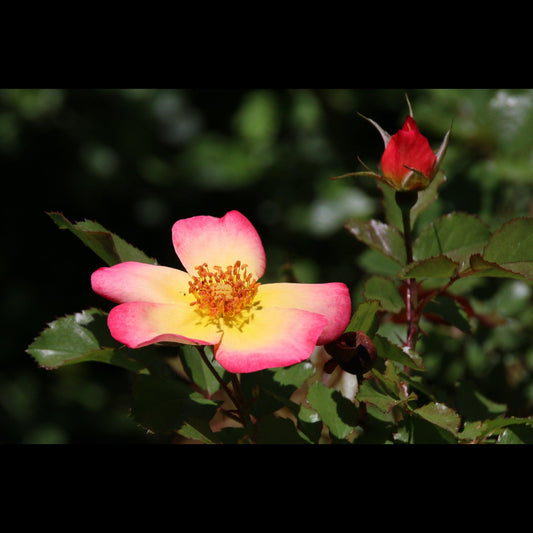Open Bengal Rose - V. Isenhower Photography
